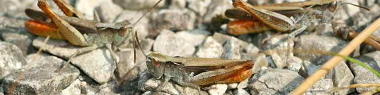 Chorthippus vagans (Foto: A. Panrok)