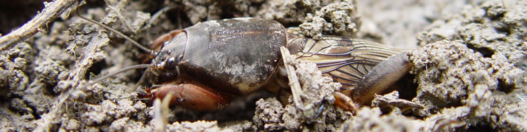 Gryllotalpa gryllotalpa (Foto: M. Denner)