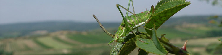 Leptophyes albovittata (Foto: M. Denner)