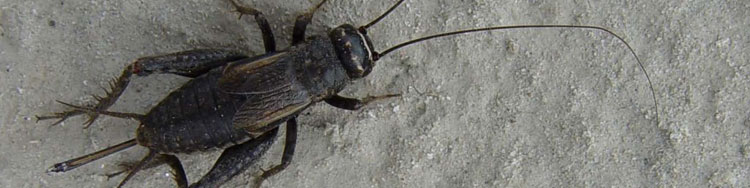 Modicogryllus frontalis (Foto: M. Denner)