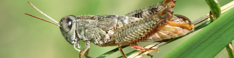 Paracaloptenus caloptenoides (Foto: A. Panrok)