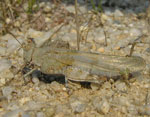 Sphingonotus caerulans (H.-M. Berg)